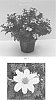 Bidens%20ferulifolia%20%27DANBID7346%27