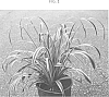 Liriope%20gigantea%20%27Pontovia%27