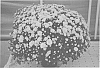 Chrysanthemum%20plant%20name%20%27Zanmukatyel%27