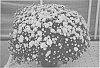Chrysanthemum%20plant%20name%20%27Zanmukatyel%27