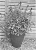 Salvia%20plant%20named%20%27SER-WISH%27