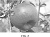 Malus%20domestica%20Borkh%20%27Ladina%27