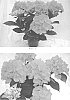 Hydrangea%20macrophylla%20%28Thunb.%29%20%27BC7.12%27