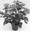 Hibiscus%20rosa-sinensis%20%27Lanred%27