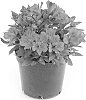 Alstroemeria%20hybrida%20%27Jessica%27