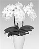 Phalaenopsis%20%27PHALDUXI%27