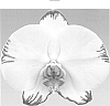 Phalaenopsis%20hybrid%20%27New%20Day%27