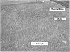 Poa%20pratensis%20L.%20%27NE-KYB-05-001%27