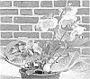 Helleborus%20x%20hybridus%20%27EPBRD01%27