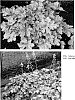 %20x%20Heucherella%20hybrid%20%27Honey%20Rose%27