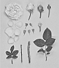 Rosa%20hybrida%20%27KORmaccap%27