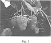 Rubus%20idaeus%20L.%20%27Evita%27