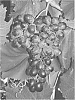 Vitis%20%27Faith%27