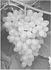 Vitis%20%27Hope%27