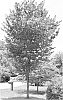 Cercis%20canadensis%20%27JN7%27