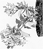 Lonicera%20periclymenum%20%27Inov205%27