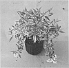 Deutzia%20gracilis%20%27Mincream%27