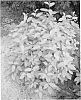 Ceanothus%20delilianus%20x%20Caenothus%20pallidus%20%27Minmadore%27