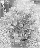 Rhododendron%20hybrida%20%27AZ%2032%27
