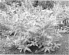 Buddleja%20hybrid%20%27Bostulu%27