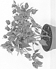 Bougainvillea%20communis%20%27Vista1%27