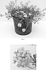 Alyssum%20wulfenianum%20%27Golden%20Spring%27