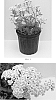 Achillea%20millefolium%20%27Balvinwite%27