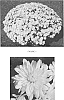 Chrysanthemum%20x%20morifolium%20%27CIFZ0025%27