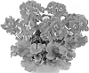 Pelargonium%20zonale%20%27Dueplu13%27