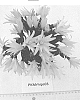 Rhipsalidopsis%20x%20hybrida%20%27PKMRhips03%27