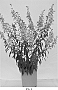 Angelonia%20angustifolia%20%27G2X-11996-2%27