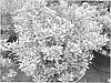 Rhododendron%20hybrida%20%27AZ%2015%27