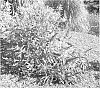 Buddleja%20hybrid%20%27Bosblink%27