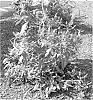 Buddleja%20davidii%20%27Bosjerry%27