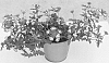 Verbena%20sp.%20%27KLEVP13460%27