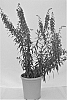 Angelonia%20angustifolia%20%27G2X-11996-3%27
