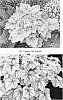 %20x%20Heucherella%20hybrid%20%27Fire%20Frost%27