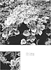 %20x%20Heucherella%20hybrid%20%27Gold%20Cascade%27