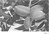 Carya%20illinoinensis%20%27Treadwell%27