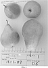 Pyrus%20communis%20%27ANP-0118%27