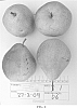 Pyrus%20communis%20%27ANP-0131%27