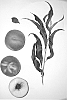 Prunus%20persica%20%27Burpeachthirtyfive%27