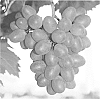 Vitis%20%27Gratitude%27