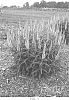 Veronica%20spicata%20%27Cv.%20Novaverpin%27