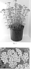 Achillea%20millefolium%20%27Balvinolet%27