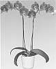 Phalaenopsis%20hybrida%20%27Goodhope%27