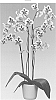 Phalaenopsis%20hybrid%20%27Dixie%20Dot%27