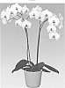 Phalaenopsis%20hybrid%20%27FLOR169431%27