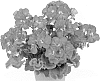 Pelargonium%20zonale%20%27Duevimari%27
