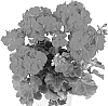 Pelargonium%20zonale%20%27Duesacarm%27